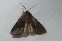 Cerastis rubricosa