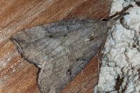 Hypena rostralis