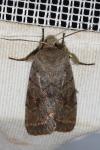 Orthosia populeti