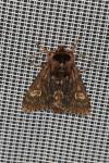 Brachionycha nubeculosa