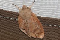 Orthosia cerasi
