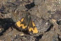 Boudinotiana notha