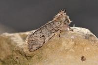 Achlya flavicornis