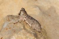 Achlya flavicornis