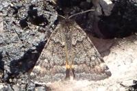 Boudinotiana notha