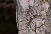 Trichopteryx polycommata