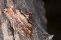 Earophila badiata