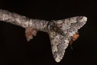 Biston strataria