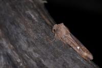 Eupsilia transversa