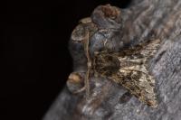Apocheima hispidaria