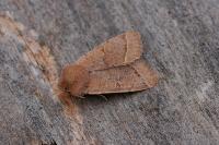 Orthosia cerasi
