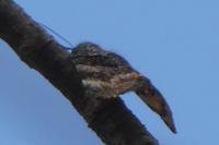 Boudinotiana notha