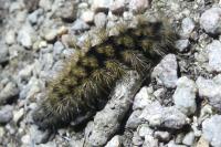 Arctia villica