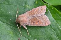 Orthosia miniosa