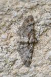 Gymnoscelis rufifasciata
