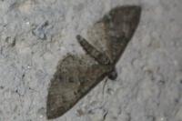 Eupithecia abbreviata
