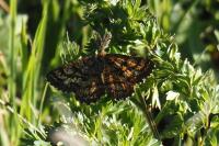 Ematurga atomaria