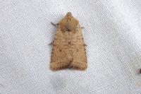 Spudaea ruticilla