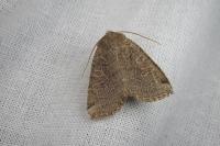 Conistra intricata