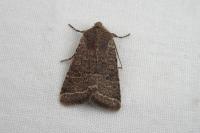 Spudaea ruticilla