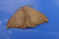 Watsonalla uncinula