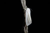 Acronicta albovenosa