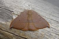 Watsonalla uncinula