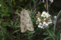 Anarta sodae