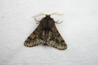 Apocheima hispidaria