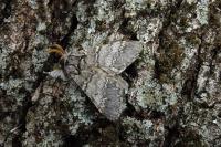 Drymonia ruficornis