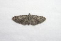 Eupithecia abbreviata
