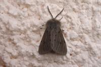 Diaphora mendica