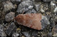 Cerastis rubricosa