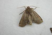 Conistra intricata