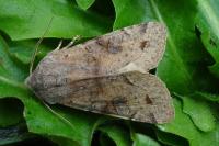 Orthosia incerta