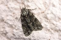 Acronicta rumicis
