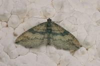 Nycterosea obstipata