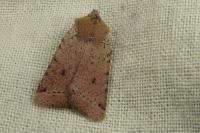 Spudaea ruticilla