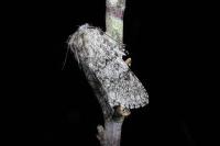Acronicta euphorbiae