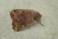 Conistra erythrocephala