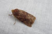 Conistra staudingeri
