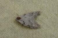 Nola thymula thymula