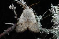 Perigrapha rorida