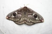 Saturnia pavoniella