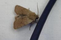 Spudaea ruticilla
