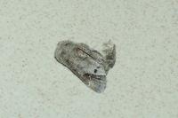 Clostera anachoreta