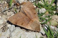 Minucia lunaris