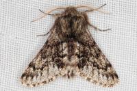 Apocheima hispidaria
