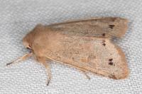 Anorthoa munda