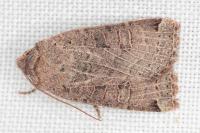 Conistra veronicae/intricata